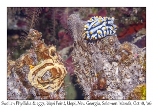 Swollen Phyllidia & eggs