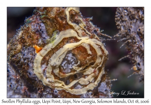 Swollen Phyllidia & eggs