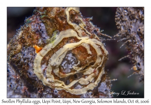 Swollen Phyllidia & eggs