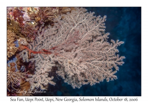 Sea Fan