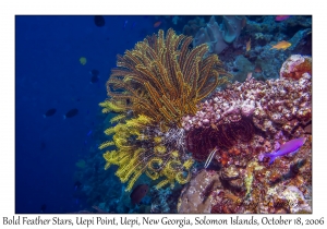 Bold Feather Star