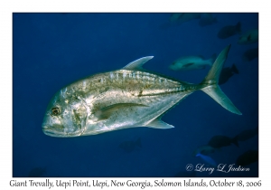 Giant Trevally