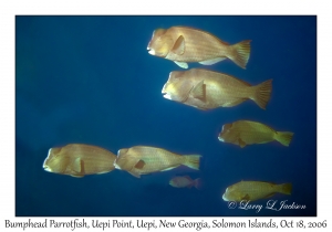 Bumphead Parrotfish