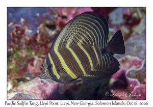 Pacific Sailfin Tang