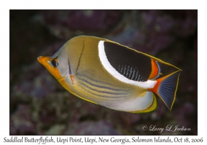 Saddled Butterflyfish