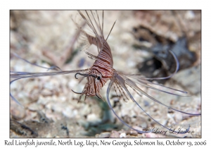 Red Lionfish juvenile