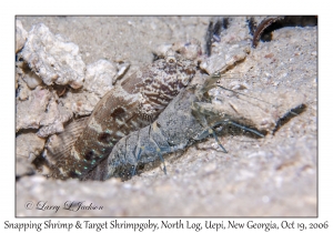 Undescribed Snapping Shrimp #6 & Target Shrimpgoby