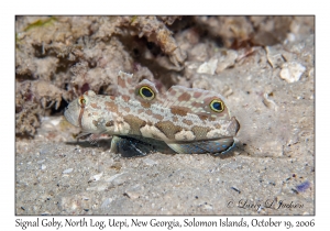 Signal Goby