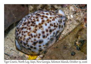 Tiger Cowrie