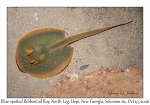 Blue-spotted Ribbontail Ray