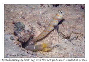 Undescribed Snapping Shrimp #4 & Spotted Shrimpgoby