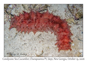 Candycane Sea Cucumber