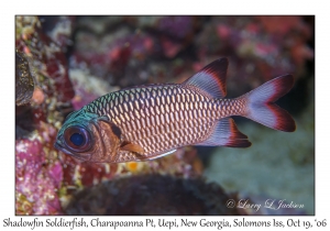 Shadowfin Soldierfish