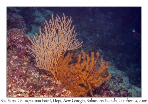 Sea Fans