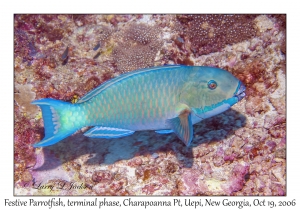 Festive Parrotfish