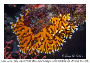 Lace Coral