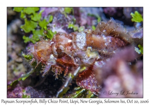 Papuan Scorpionfish