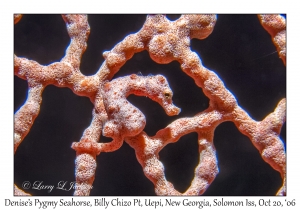 Denise's Pygmy Seahorse