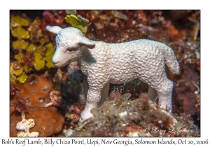 Bob's Reef Lamb