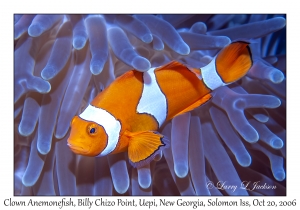 Clown Anemonefish