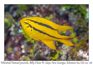 Yellowtail Damsel juvenile