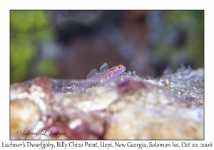 Lachner's Dwarfgoby