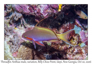 Threadfin Anthias male, variation