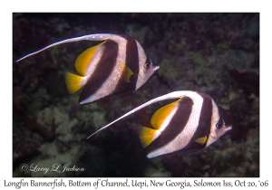 Longfin Bannerfish