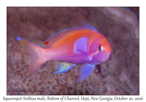 Squarespot Anthias male