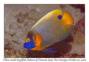 Yellow-mask Angelfish