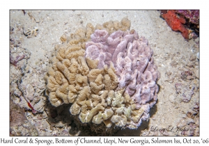 Hard Coral & Sponge