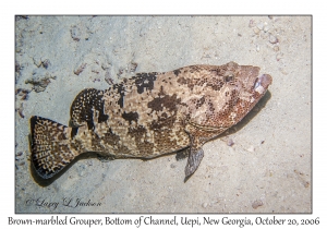 Brown-marbled Grouper