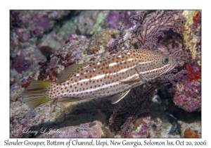 Slender Grouper