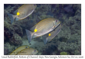 Lined Rabbitfish