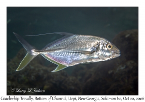 Coachwhip Trevally