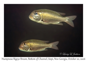 Humpnose Bigeye Breams