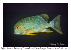 Sailfin Snapper