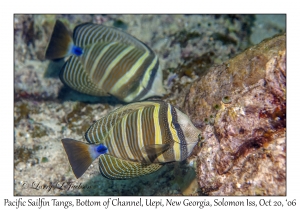 Pacific Sailfin Tang