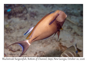 Blackstreak Surgeonfish