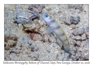 Unknown Shrimpgoby