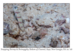 Undescribed Snapping Shrimp #4 & Unknown Shrimpgoby