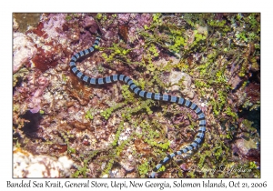 Banded Sea Krait