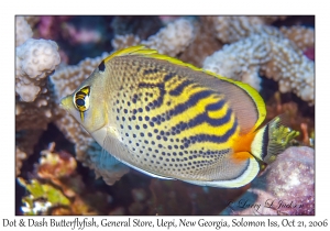 Dot & Dash Butterflyfish