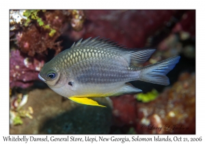 Whitebelly Damsel