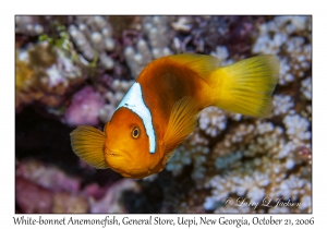 White-bonnet Anemonefish