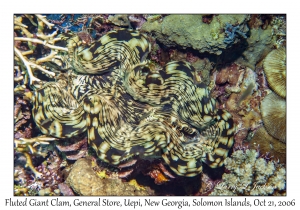 Fluted Giant Clam