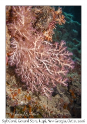 Soft Coral