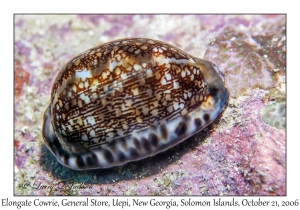 Elongate Cowrie