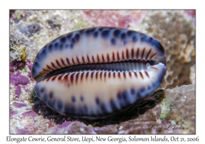 Elongate Cowrie