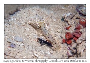 Whitecap Shrimpgoby & Undescribed Snapping Shrimp #1